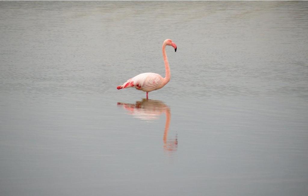 Vacances En Camargue Proche De La Mer Climatise Aigues-Mortes Luaran gambar